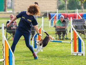 Foto del Copa Castilla y León, Open Nacional de Agility - Final Liga Norte